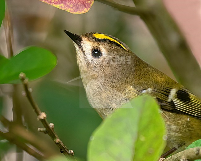 A close-up of a tiny Goldcrest foraging for insects in between leaves in a city park in Amsterdam. stock-image by Agami/Jacob Garvelink,