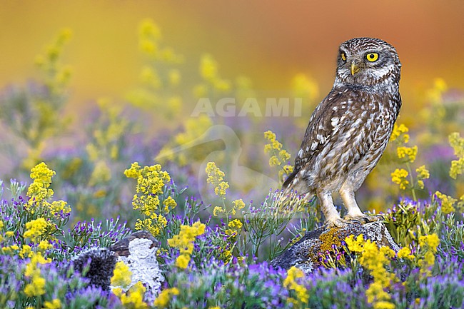 Little Owl (Athene noctua) in Italy. stock-image by Agami/Daniele Occhiato,