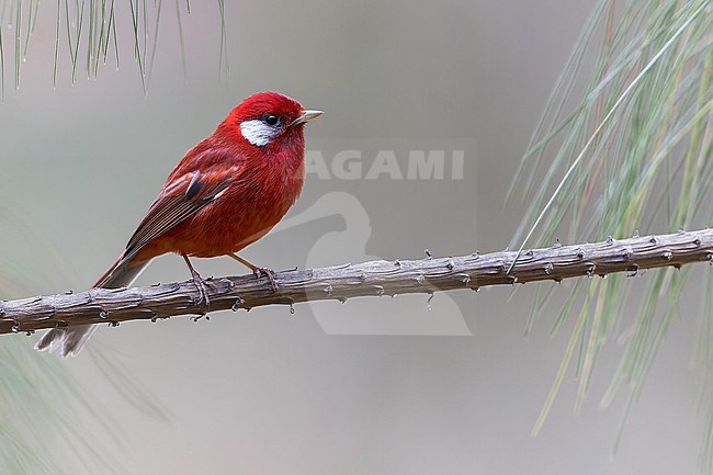 Red Warbler (Cardellina rubra) in mexico stock-image by Agami/Dubi Shapiro,