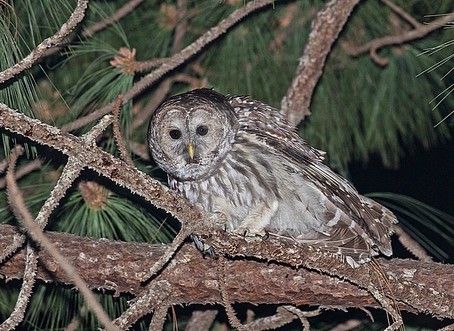 Cinereous owl (Strix sartorii)  in Mexico.. Also known as Mexican barred owl. stock-image by Agami/Pete Morris,
