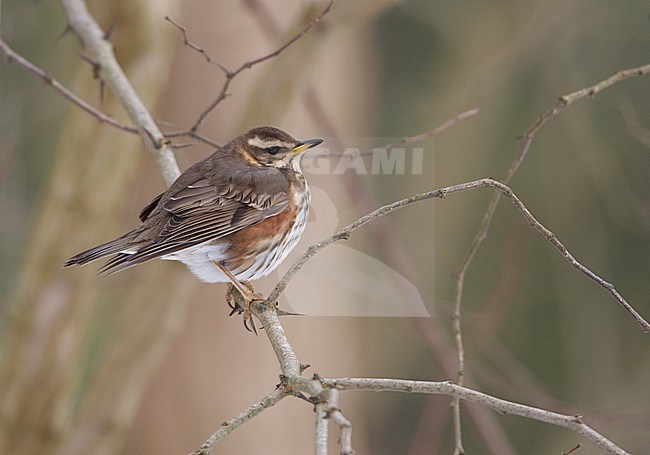 Koperwiek, Redwing, Turdus iliacus stock-image by Agami/Arie Ouwerkerk,