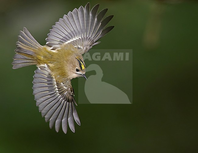 Goldcrest (Regulus regulus) on Utö island in Finland. stock-image by Agami/Markus Varesvuo,