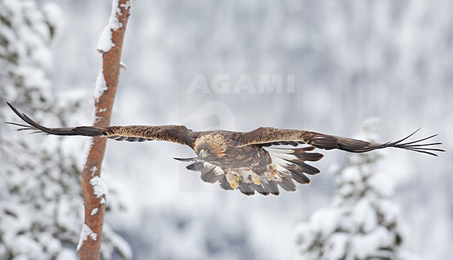 Steenarend in vlucht; Golden eagle in flight stock-image by Agami/Markus Varesvuo,