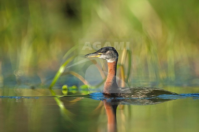 Red-necked Grebe (Podiceps grisegena), adult bird swimming with colourful background in Finland stock-image by Agami/Kari Eischer,