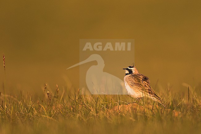 Adult  Steppe Horned Lark (Eremophila alpestris brandtii) in Kyrgyzstan, during summer season. stock-image by Agami/Ralph Martin,