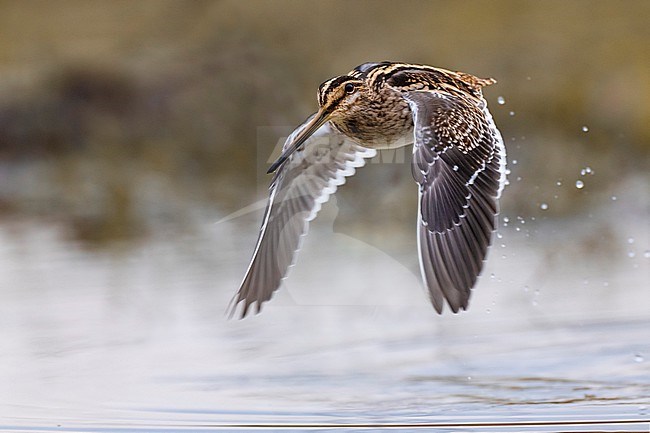 Common Snipe (Gallinago gallinago) stock-image by Agami/Daniele Occhiato,