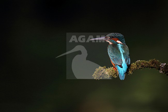 Ijsvogel met donkere achtergrond stock-image by Agami/Chris van Rijswijk,