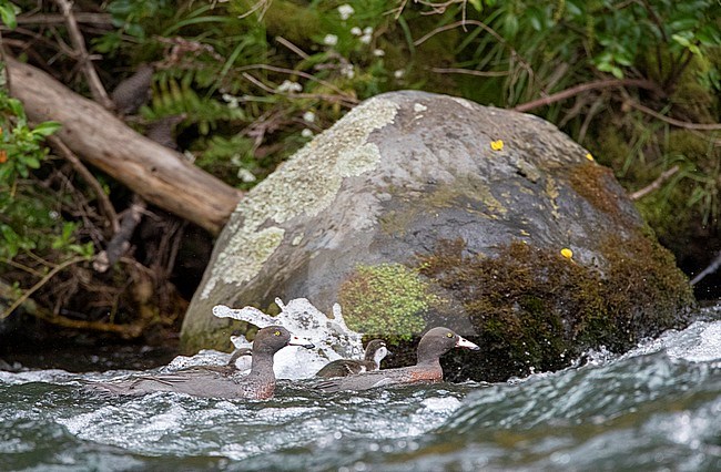 Endemic Blue Ducks (Hymenolaimus malacorhynchos hymenolaimus) at a fast flowing river near Turangi on North Island, New Zealand. Family swimming in front a large boulder. stock-image by Agami/Marc Guyt,