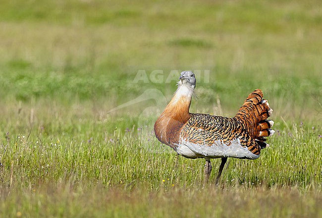 Great Bustard (Otis tarda) male displaying on the plains of the Extremadura stock-image by Agami/Roy de Haas,