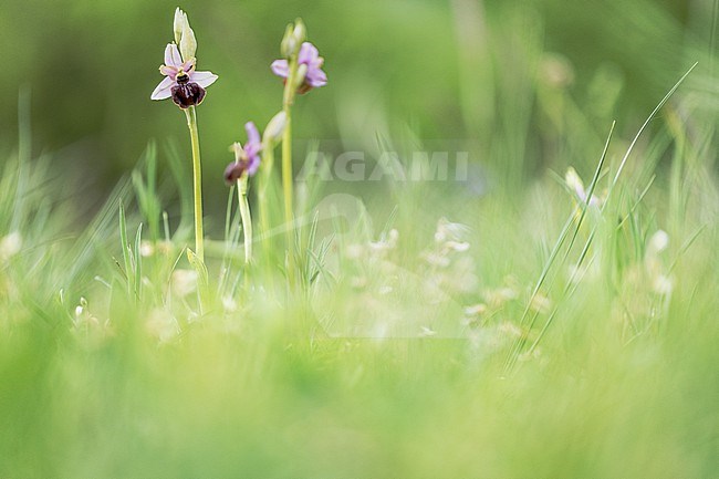 Ophrys aveyronensis stock-image by Agami/Wil Leurs,