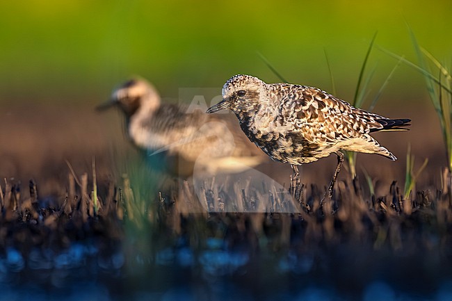 Grey Plover (Pluvialis squatarola) during migration in Italy. stock-image by Agami/Daniele Occhiato,