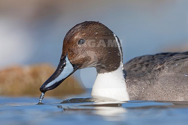 Northern Pintail, Pijlstaart, Anas acuta, Germany, adult male stock-image by Agami/Ralph Martin,