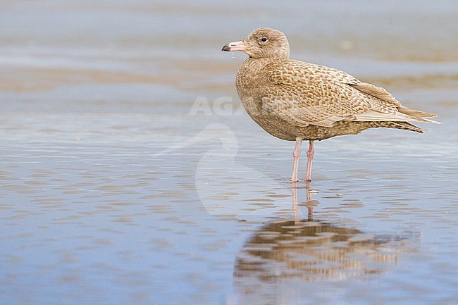 Grote Burgemeester, Glaucous Gull, Larus hyperboreus stock-image by Agami/Menno van Duijn,