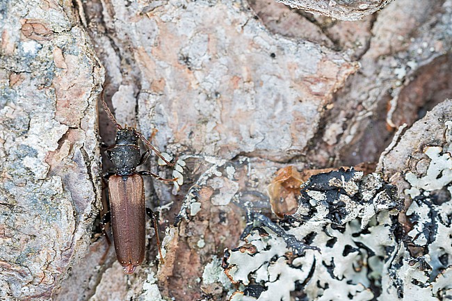 Tetropium fuscum - Brown Spruce Longhorn-Beetle - Brauner Fichtenbock, Germany (Baden-Württemberg), imago stock-image by Agami/Ralph Martin,