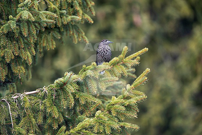 Spotted Nutcracker (Nucifraga caryocatactes) in mountain forest in Bulgaria. stock-image by Agami/Marc Guyt,