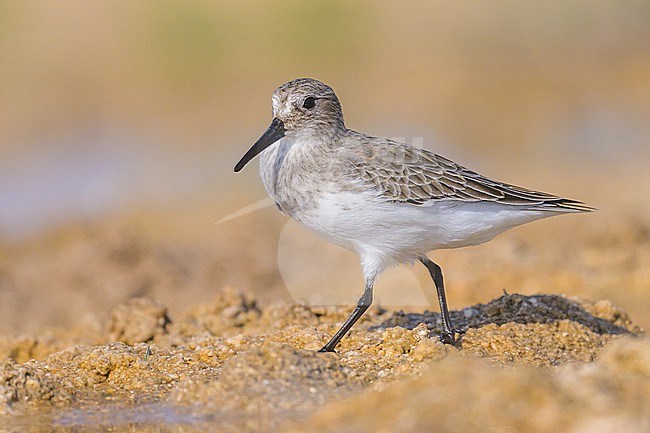 Dunlin, Calidris alpina, at the edge of a pond in the desert. stock-image by Agami/Sylvain Reyt,