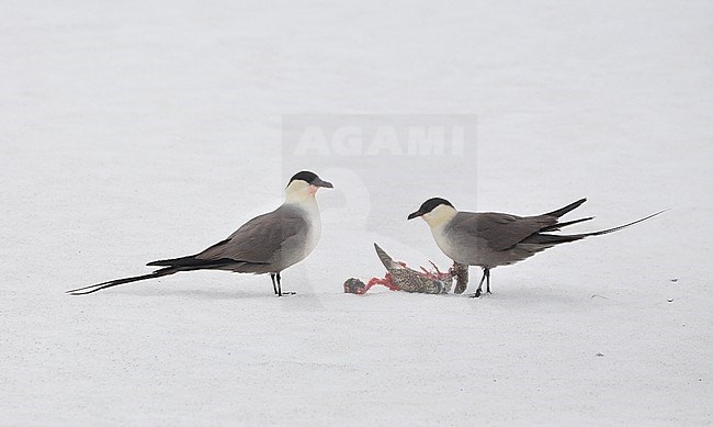 Long-tailed Skuas (Stercorarius longicaudus) with a dead Eurapean Golden Plover at the breeding grounds in northern Norway stock-image by Agami/Eduard Sangster,