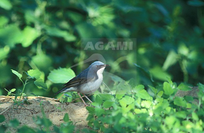 Siberian Blue Robin male perched on the ground; Blauwe Nachtegaal man zittend op de grond stock-image by Agami/Marc Guyt,
