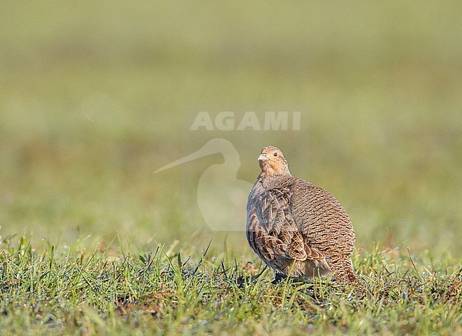 Patrijs zittend in veld; Grey Partridge perched in field stock-image by Agami/Menno van Duijn,