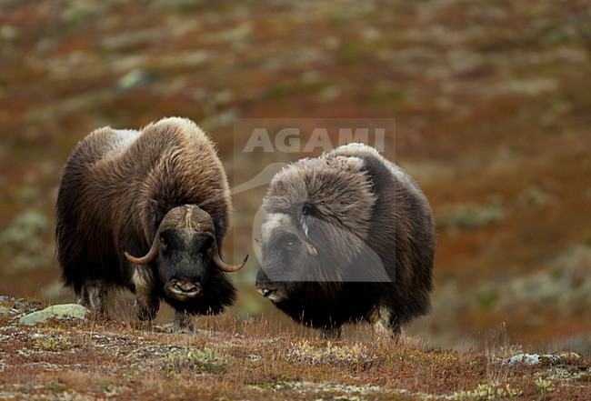 Muskusos, Muskox stock-image by Agami/Danny Green,