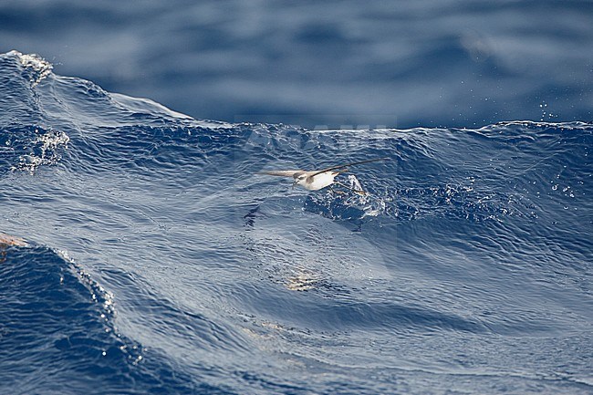 White-faced Storm-Petrel (Pelagodroma marina) foraging on a wave far out at sea off Madeira island in the central Atlantic ocean. stock-image by Agami/Marc Guyt,