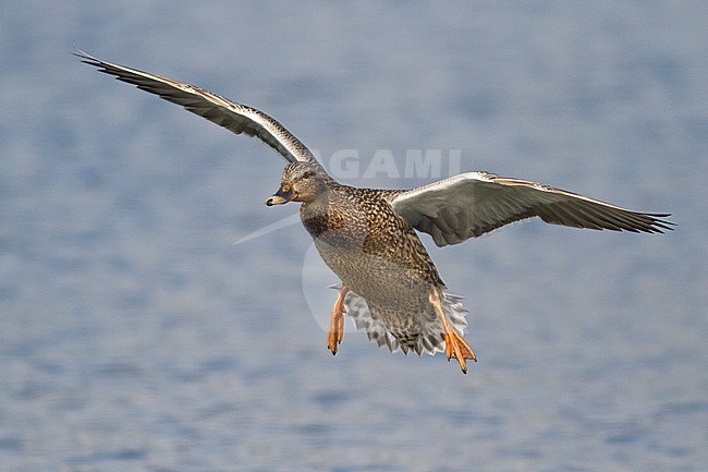 Mallard (Anas platyrhynchos) flying in Victoria, BC, Canada. stock-image by Agami/Glenn Bartley,