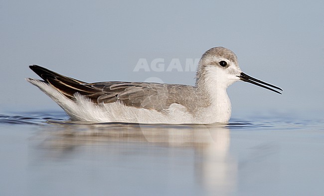 Zwemmende Grote Franjepoot, Swimming Wilson's Phalarope stock-image by Agami/Mike Danzenbaker,