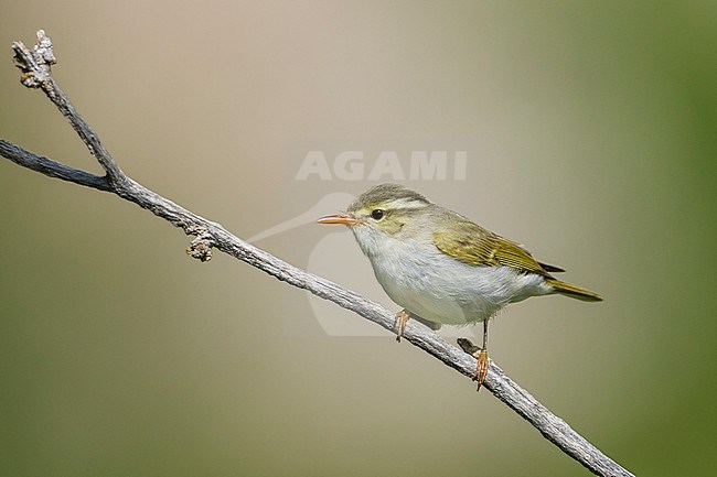 Adult Western Crowned Leaf-warbler (Phylloscopus occipitalis) perched on a twig during spring in Tajikistan. stock-image by Agami/Ralph Martin,