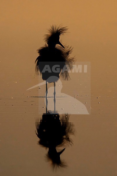 Snowy Egret (Egretta thula) hunting in morning light in Florida USA. stock-image by Agami/Marcel Burkhardt,