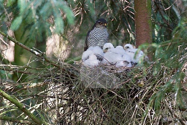 Vrouwtje Sperwer op nest met jongen; Female Eurasian Sparrowhawk on nest with young stock-image by Agami/Han Bouwmeester,