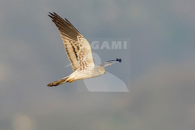 Montagu's Harrier (Circus pygargus), adult male in flight seen from below, Campania, Italy stock-image by Agami/Saverio Gatto,