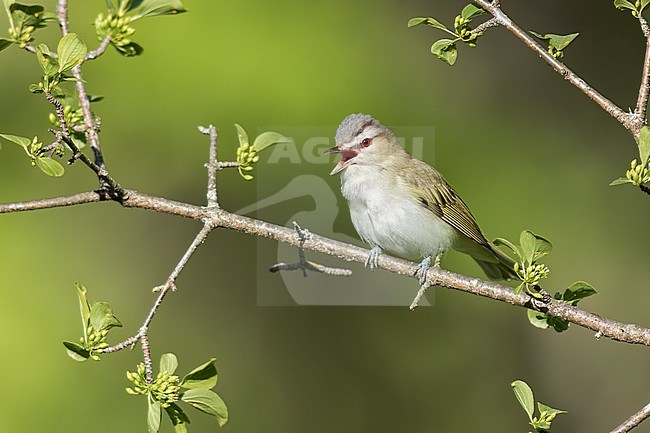 Red-eyed Vireo (Vireo olivaceus) perched on a branch in Ontario, Canada. stock-image by Agami/Glenn Bartley,