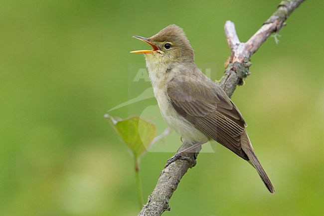 Orpheusspotvogel, Melodious Warbler stock-image by Agami/Daniele Occhiato,