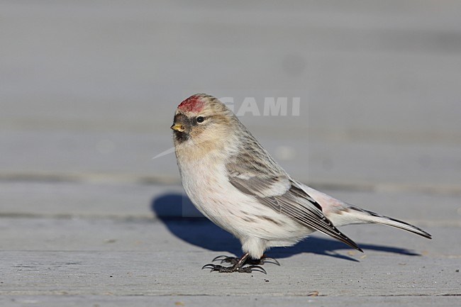 Witstuitbarmsijs op de grond, Arctic Redpoll on the ground stock-image by Agami/Chris van Rijswijk,