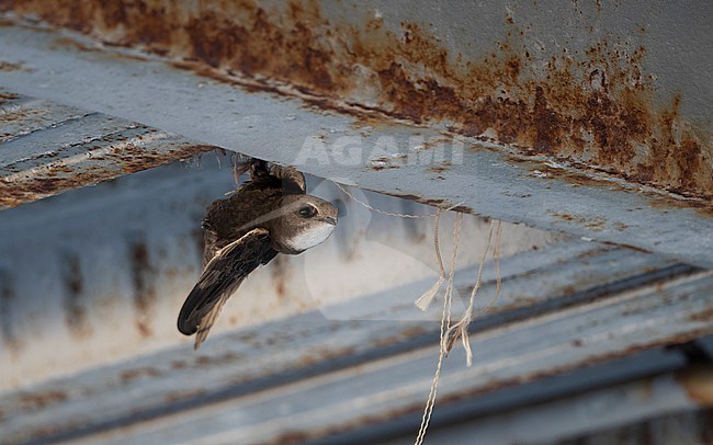 Little Swift (Apus affinis) adult near nest at Chipiona, Spain stock-image by Agami/Helge Sorensen,