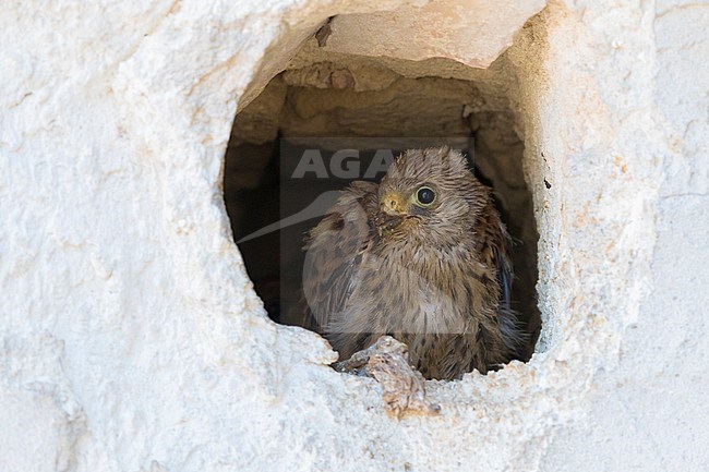 Lesser Kestrel (Falco naumanni), chick at the entrance of the nest in a wall in Matera stock-image by Agami/Saverio Gatto,