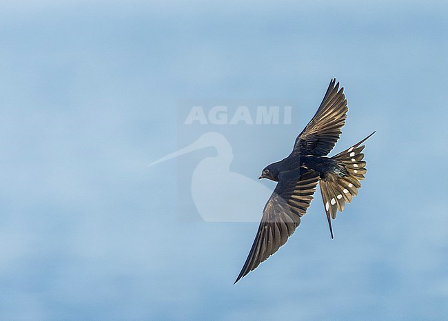 Adult Barn Swallow, Hirundo rustica, at katwijk, Netherlands. stock-image by Agami/Marc Guyt,