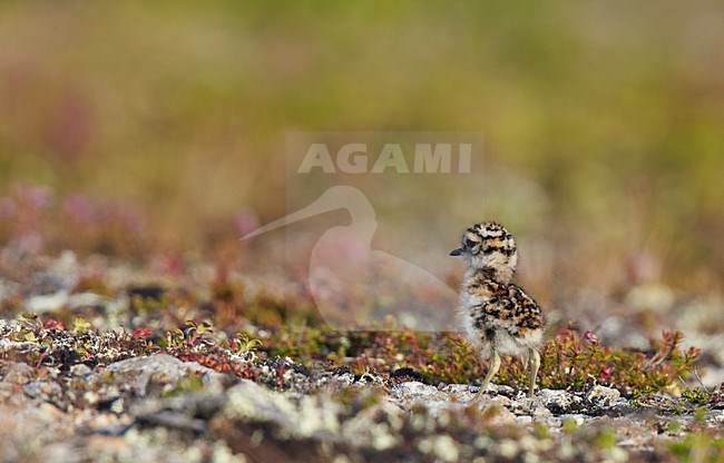 Jonge Morinelplevier, Eurasian Dotterel chick stock-image by Agami/Markus Varesvuo,