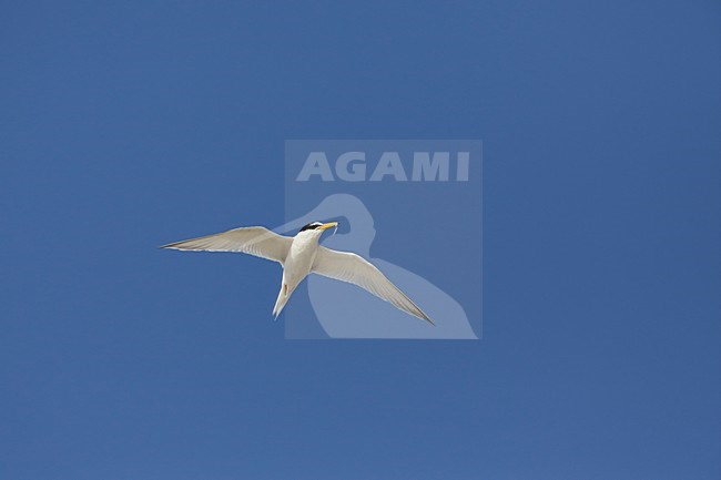 Volwassen Dwergstern in vlucht, Adult Little Tern in flight stock-image by Agami/Chris van Rijswijk,
