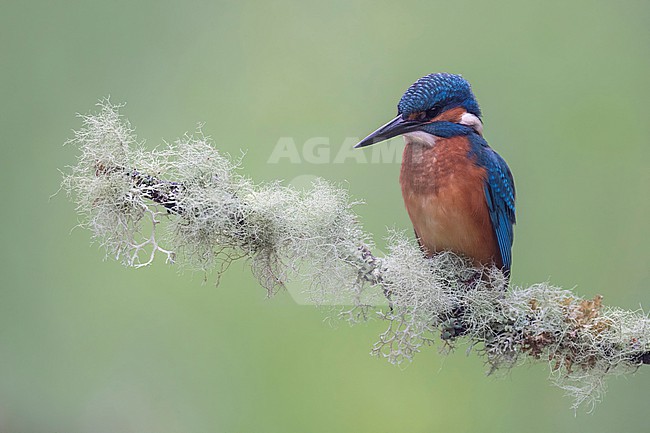 IJsvogel juveniel op tak met korstmos stock-image by Agami/Han Bouwmeester,