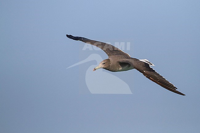 Sooty Gull - Hemprichmöwe - Larus hemprichii, Oman, 2nd cy stock-image by Agami/Ralph Martin,