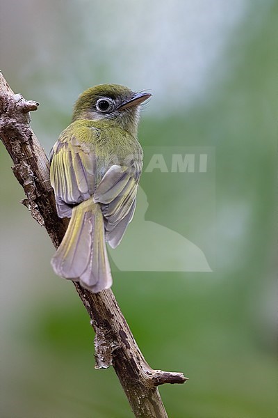 Eye-ringed Flatbill (Rhynchocyclus brevirostris) perched on a branch in a rainforest in Guatemala. stock-image by Agami/Dubi Shapiro,