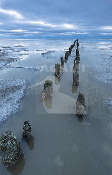 Frozen Wadden Sea stock-image by Agami/Wil Leurs,