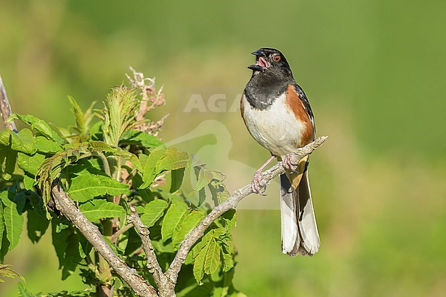 Adult Eastern towhee, Pipilo erythrophthalmus, in the United States. stock-image by Agami/Brian E Small,