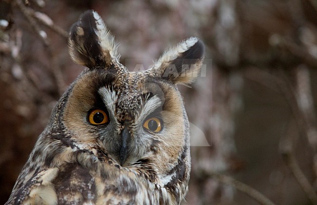 Ransuil, Long-eared Owl stock-image by Agami/Markus Varesvuo,