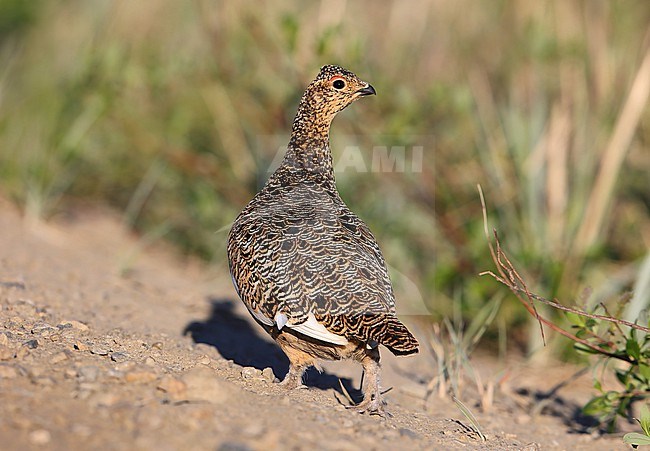 Willow Ptarmigan  (Lagopus lagopus alascensis) taken the 07/06/2022 at Nome - Alaska - USA stock-image by Agami/Aurélien Audevard,