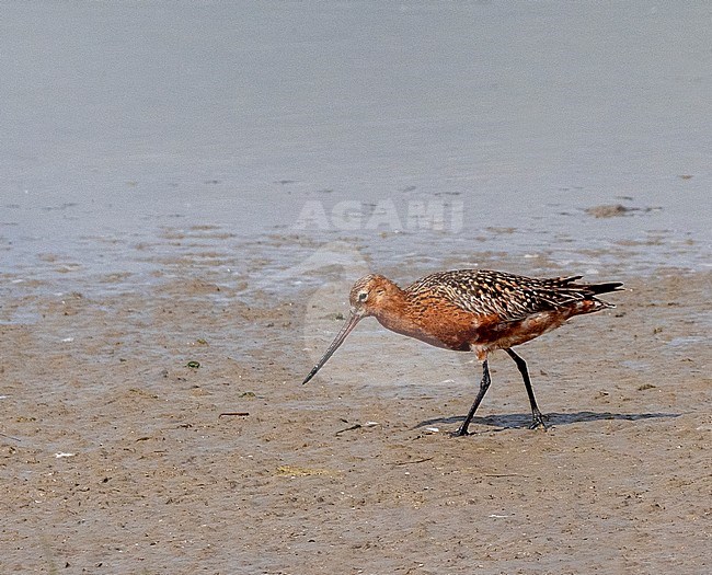 Bar-tailed Godwit (Limosa lapponica) adult foraging at Wagejot, Texel stock-image by Agami/Roy de Haas,