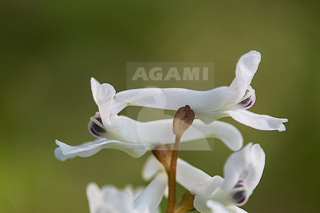 Hollowroot flowers stock-image by Agami/Wil Leurs,