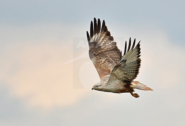 Buteo rufinus stock-image by Agami/Eduard Sangster,