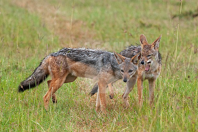 A portrait of two black-backed jackals, Canis mesomelas. Masai Mara National Reserve, Kenya. stock-image by Agami/Sergio Pitamitz,